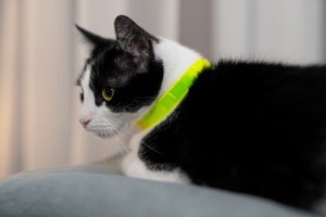 Obroża odblaskowa dla kota